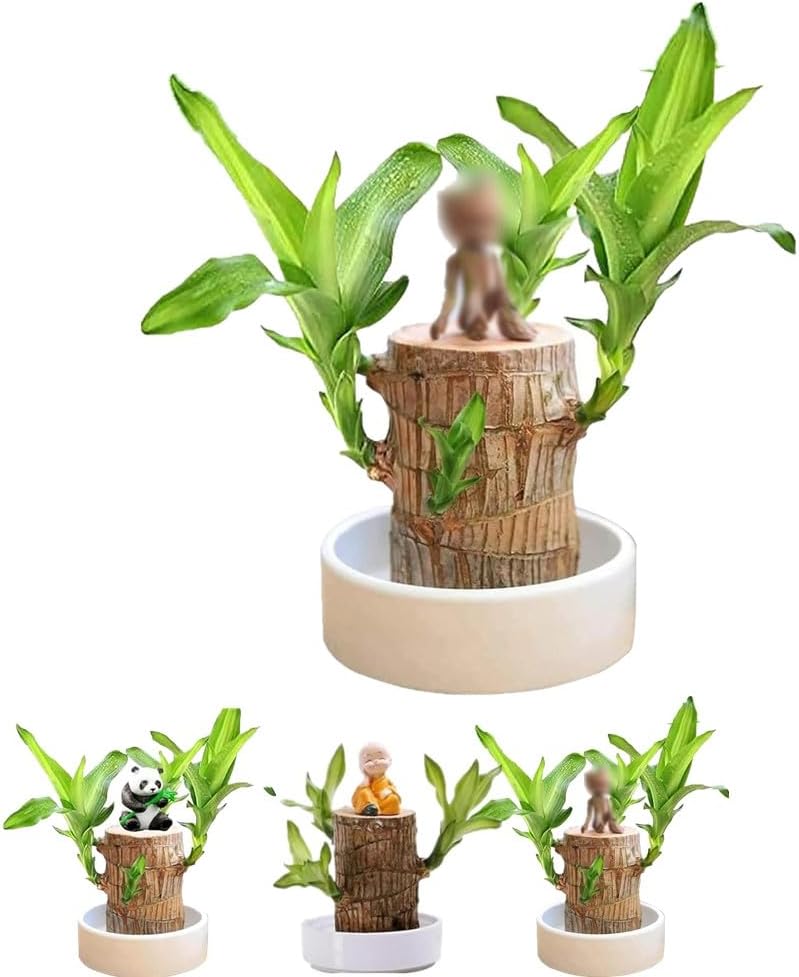 Brazilian Lucky Wood, Brazil's Lucky Tree Doesn't Need to Wait to Sprout, Hydroponic Stump for Purifying Indoor Air, Office Desk Decorations Plant Pot MissFlowery
