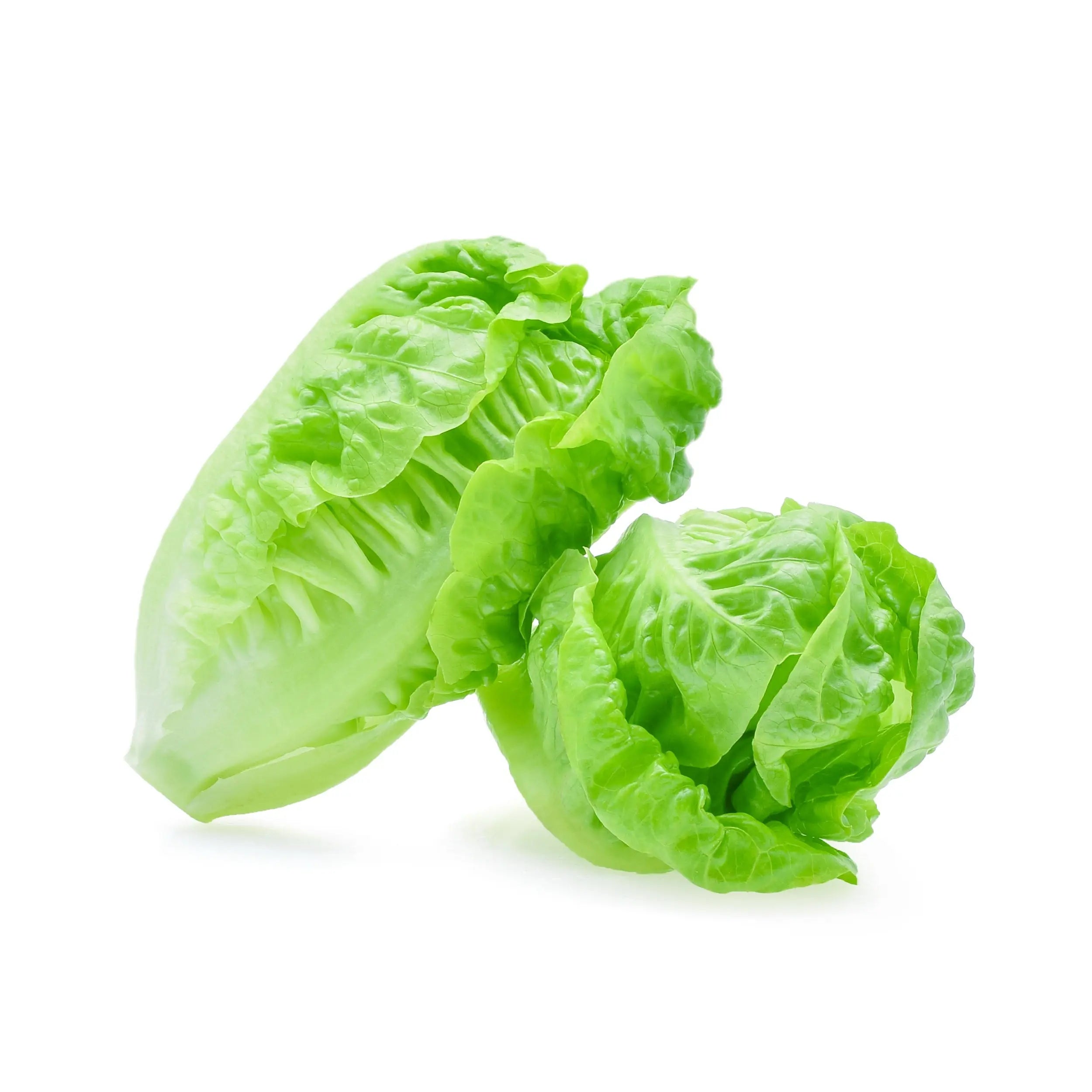 Romaine Lettuce Seeds, 7000 & Buttercrunch Lettuce Seed Pack MissFlowery
