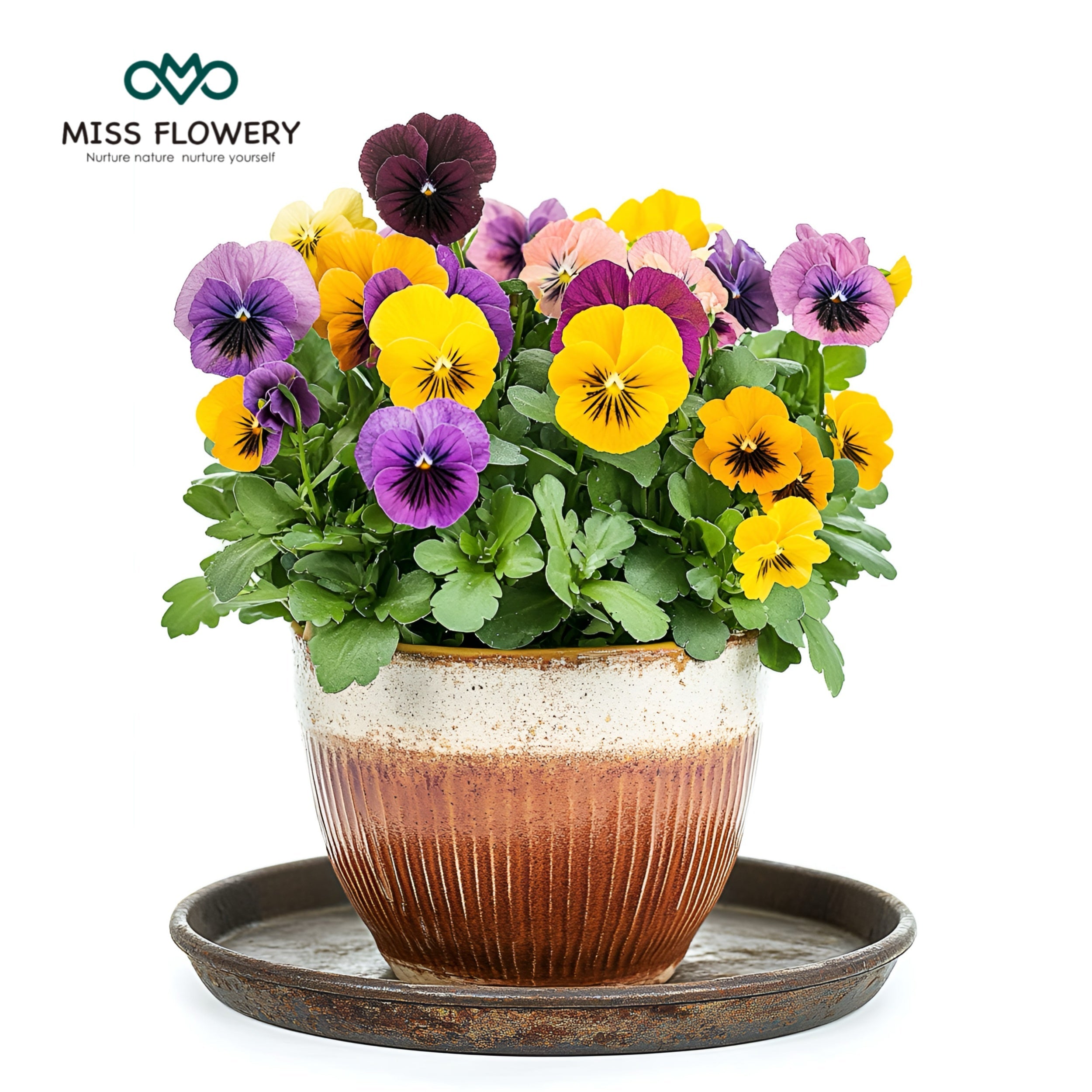 Pansy Mix - 1,500 Flower Seeds - Fall Planting Pansy Seeds- Edible Viola Seeds - Cold Hardy Annuals for Containers & Outdoor Gardens MissFlowery