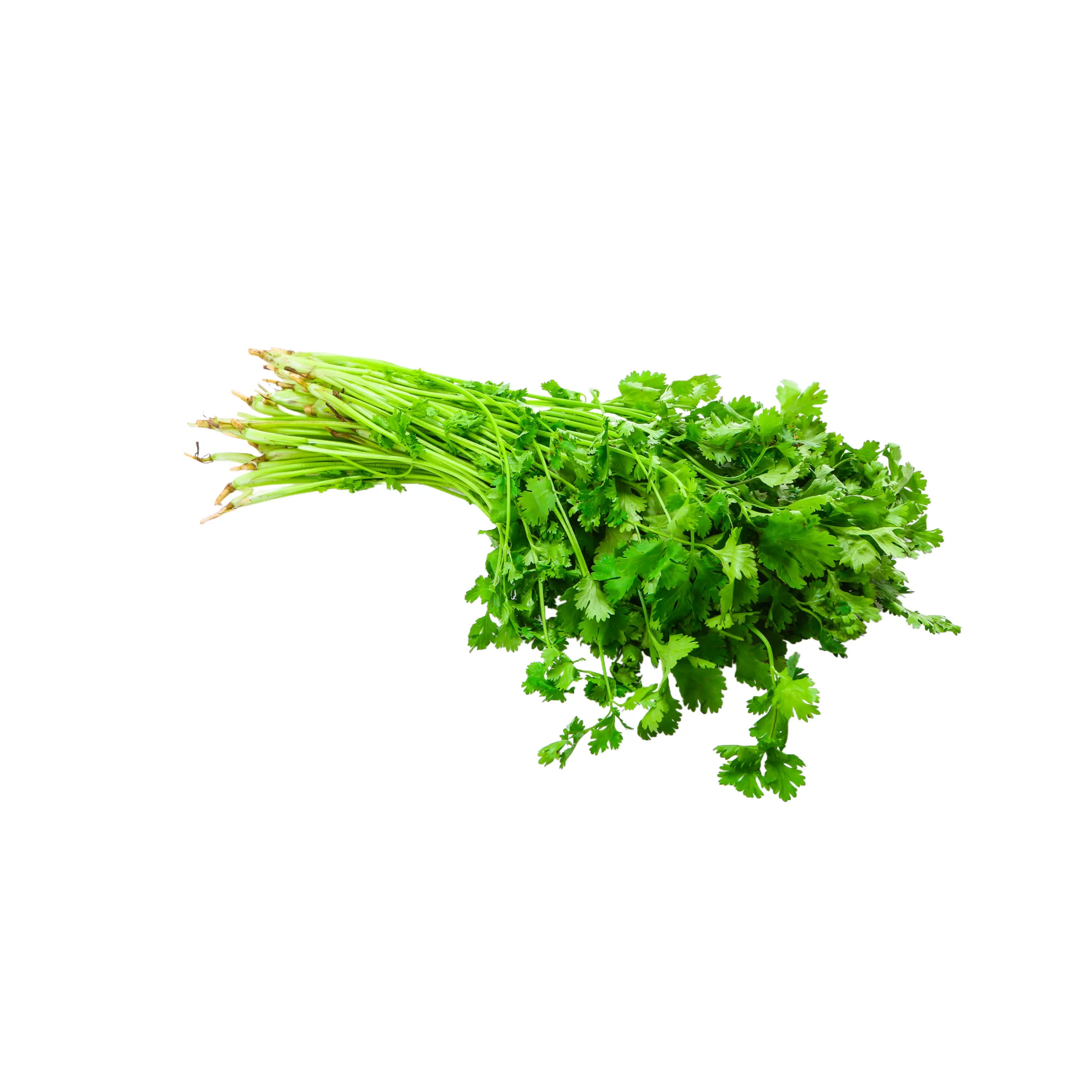 Cilantro Seeds 800 seeds for Planting Indoors, Hydroponics or Aerogarden - Heirloom, Non-GMO, Santo Plant, for Your Indoor Herb Gardenfor Planting Indoors, Hydroponics or Aerogarden - Heirloom, Non-GMO, Santo Plant, for Your Indoor Herb Garden MissFlowery