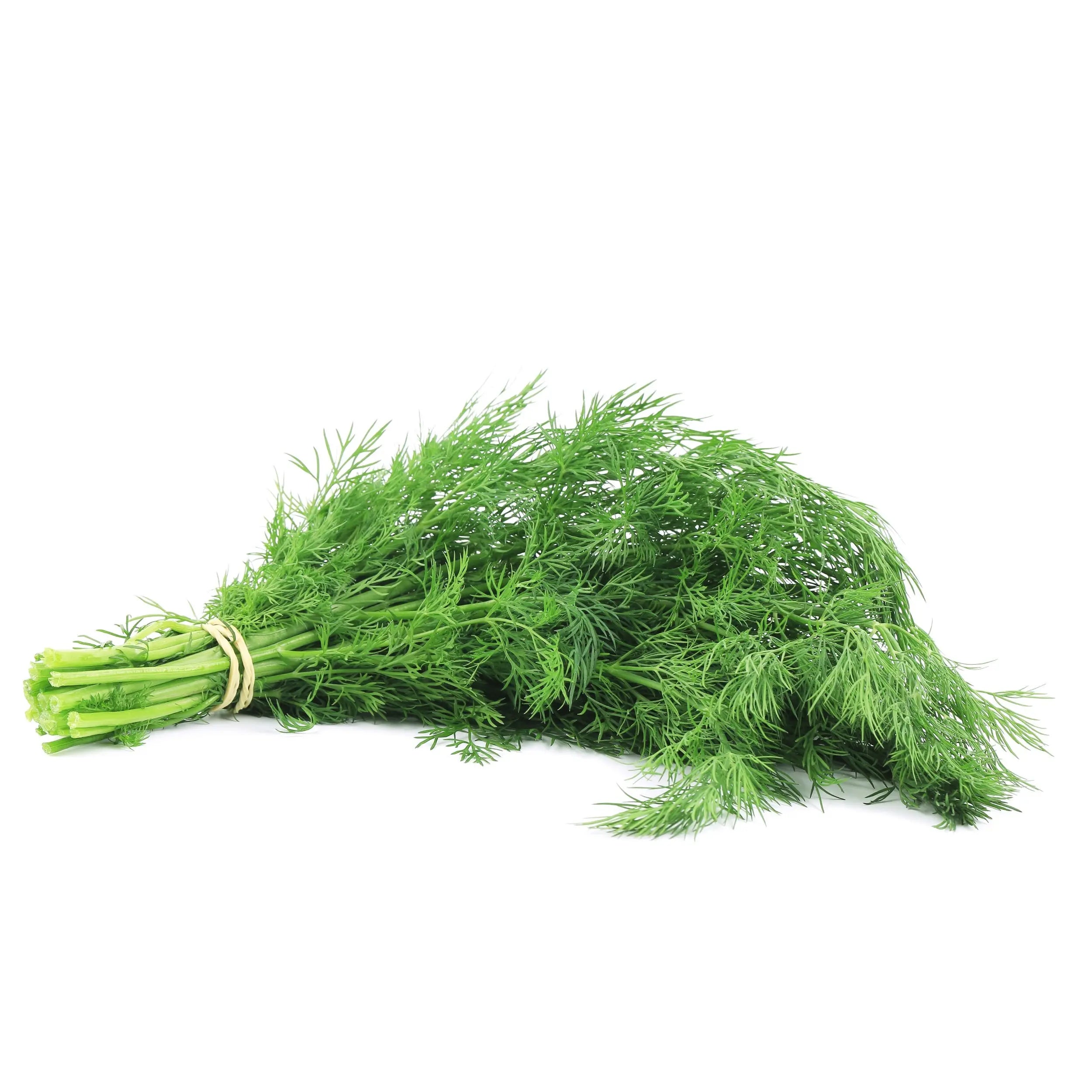 Dill Seeds Non-GMO Heirloom Herb Seeds for Planting Indoors or Outdoors, High Germination, Ideal for Herb Gardens, Pots, and Cooking Flavorful Dishes MissFlowery