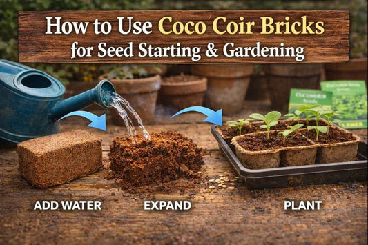 How to use coco coir bricks for seed starting with watering, expansion, and planting steps