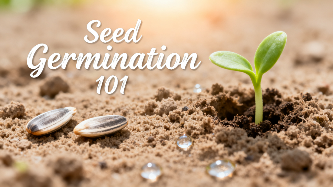 Seed Germination 101: Light, Water &amp; Temperature