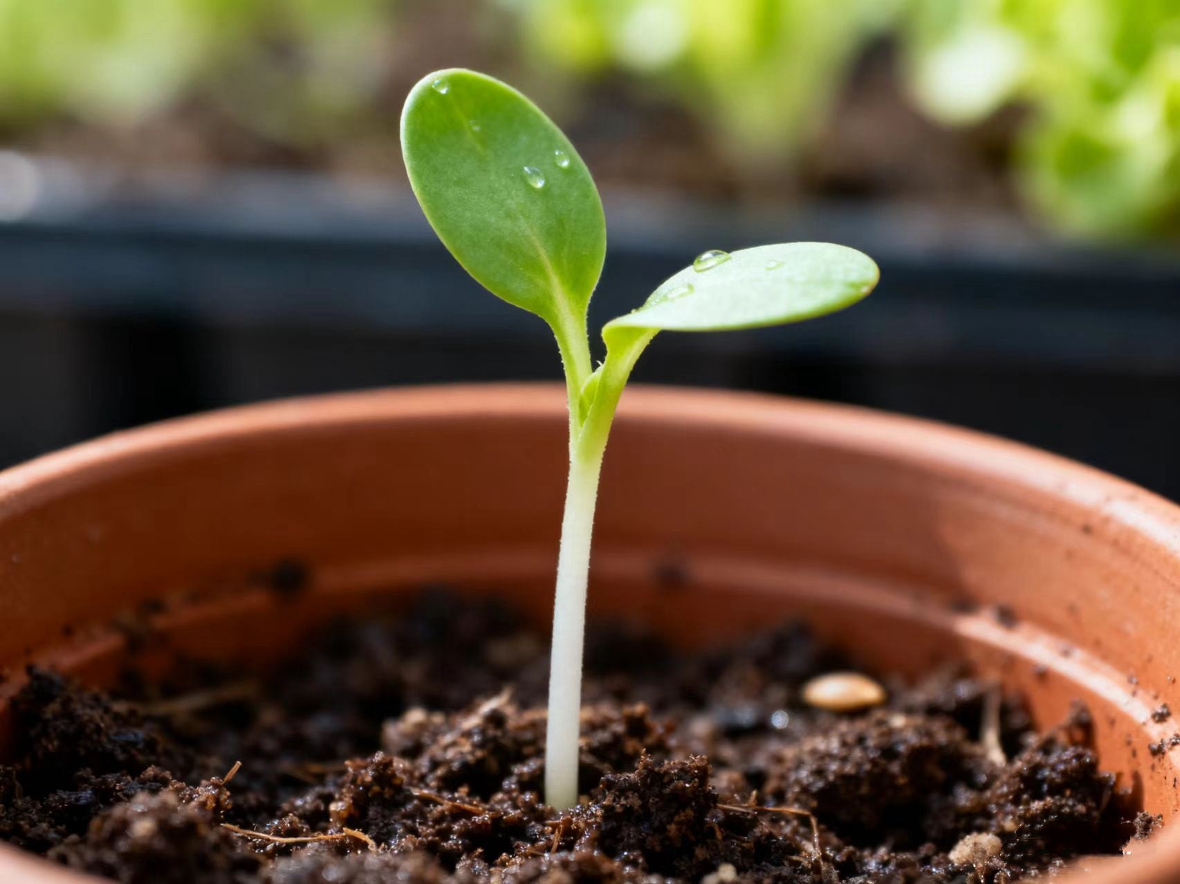 The 5 Easiest Seeds for Beginners to Grow