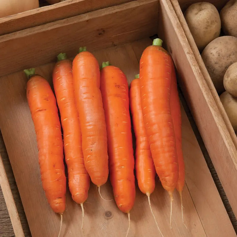 𝗨𝗦𝗔 𝗣𝗥𝗘𝗠𝗜𝗨𝗠 Tendersweet Carrots Pack  - 3000 𝗡𝗢𝗡-𝗚𝗠𝗢 Heirloom Seeds for Planting Outdoors - High-Germination Vegetable for a Lush Garden MissFlowery