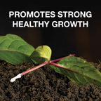 Hormone Rooting Powder Plant and Cuttings 75g Dibber Pack Rootings Power MissFlowery