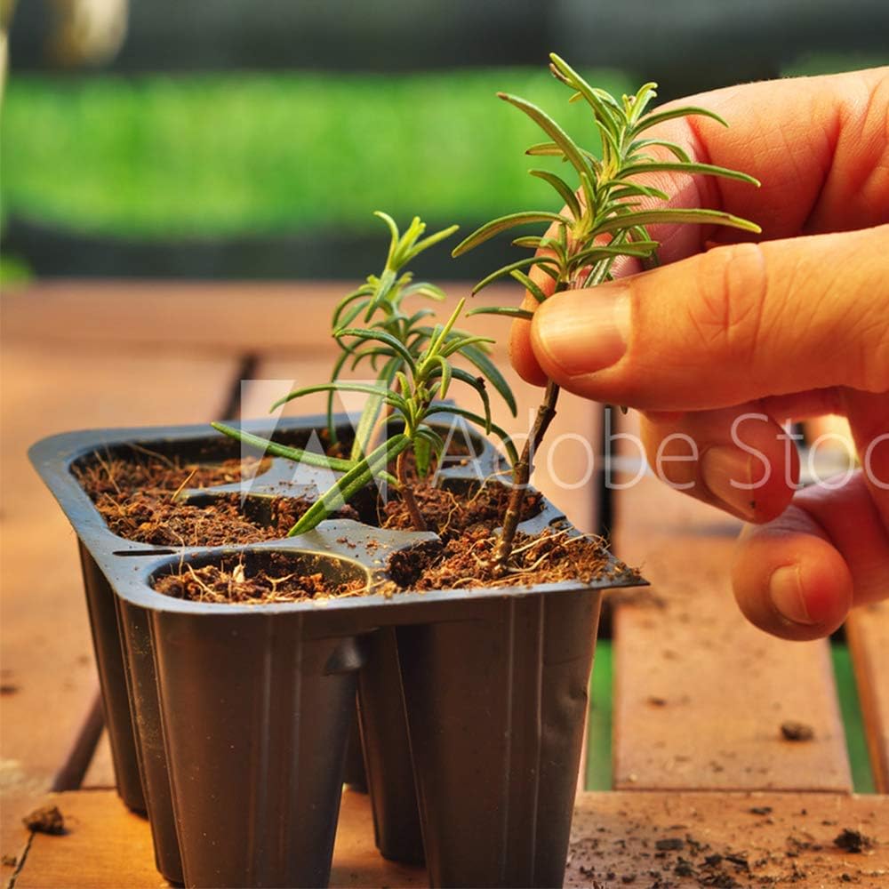 Hormone Rooting Powder Plant and Cuttings 75g Dibber Pack Rootings Power MissFlowery