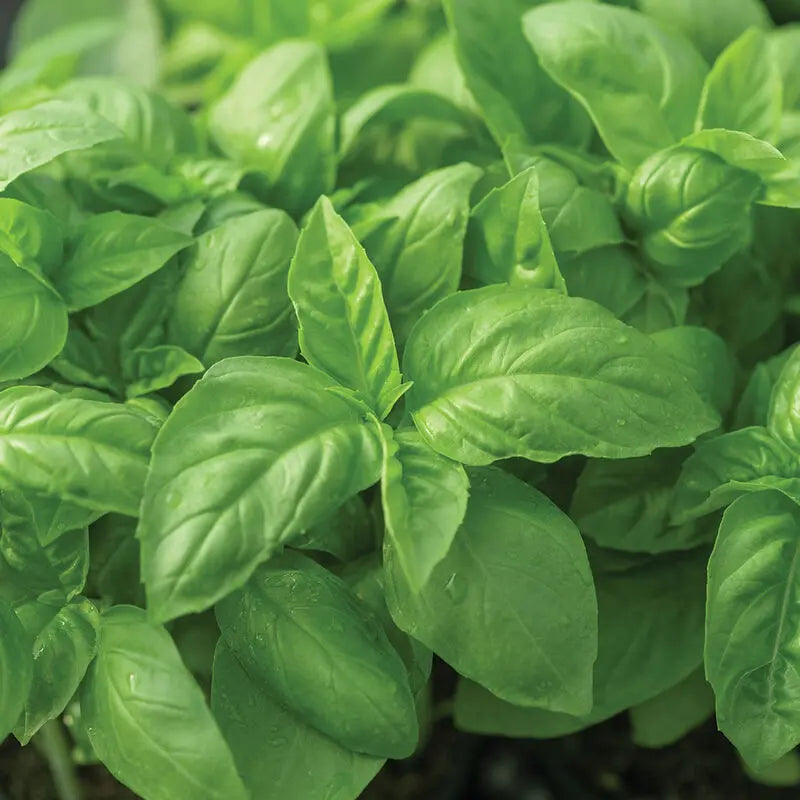 Premium Common Mint Seeds 3,600 𝗡𝗢𝗡-𝗚𝗠𝗢 𝗨𝗦𝗔 Heirloom Herb Seeds, USA Sourced | Ideal for Planting Outdoors or Indoors for a Fresh Mint Tea Garden MissFlowery