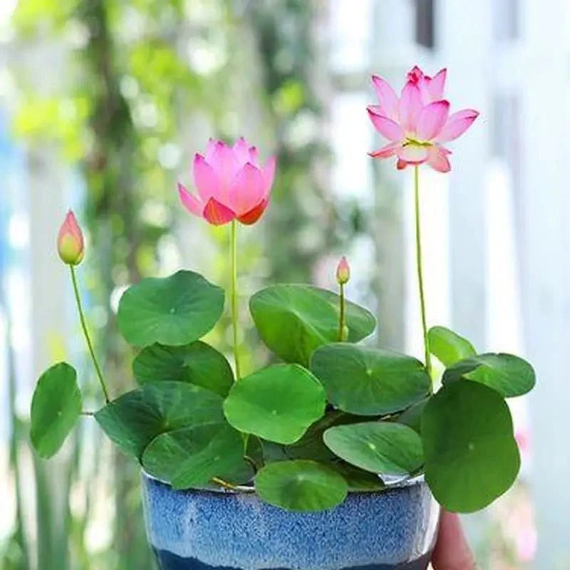 20 Seeds Bowl Lotus & Bonsai Lotus, Indoor & Outdoor,Pre-Sprouted Mixed Color Bonsai Lotus, Water Lily Seeds for Home Ornamentation, includes Planting Guide, Easy Growth with Minimal Care,Seeds for Spring Garden,Flower Seeds,Easy to Grow MissFlowery