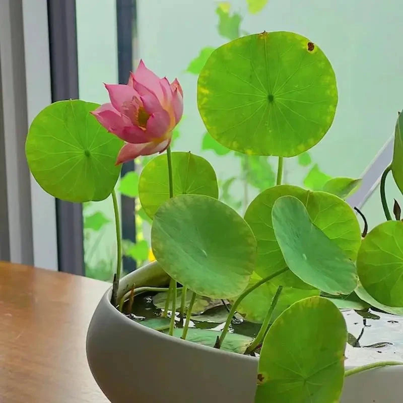 20 Seeds Bowl Lotus & Bonsai Lotus, Indoor & Outdoor,Pre-Sprouted Mixed Color Bonsai Lotus, Water Lily Seeds for Home Ornamentation, includes Planting Guide, Easy Growth with Minimal Care,Seeds for Spring Garden,Flower Seeds,Easy to Grow MissFlowery