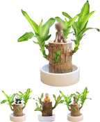 Brazilian Lucky Wood, Brazil's Lucky Tree Doesn't Need to Wait to Sprout, Hydroponic Stump for Purifying Indoor Air, Office Desk Decorations Plant Pot MissFlowery