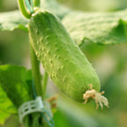 Organic Cucumber Seeds - 200 Marketmore Heirloom 𝗡𝗢𝗡-𝗚𝗠𝗢 Vegetable Seeds for Planting in Trellises, Raised Beds, Containers MissFlowery