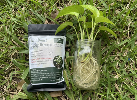 Root Boost Rooting Hormone pouch and plant cuttings in jar on grass, Miss Flowery gardening supplies