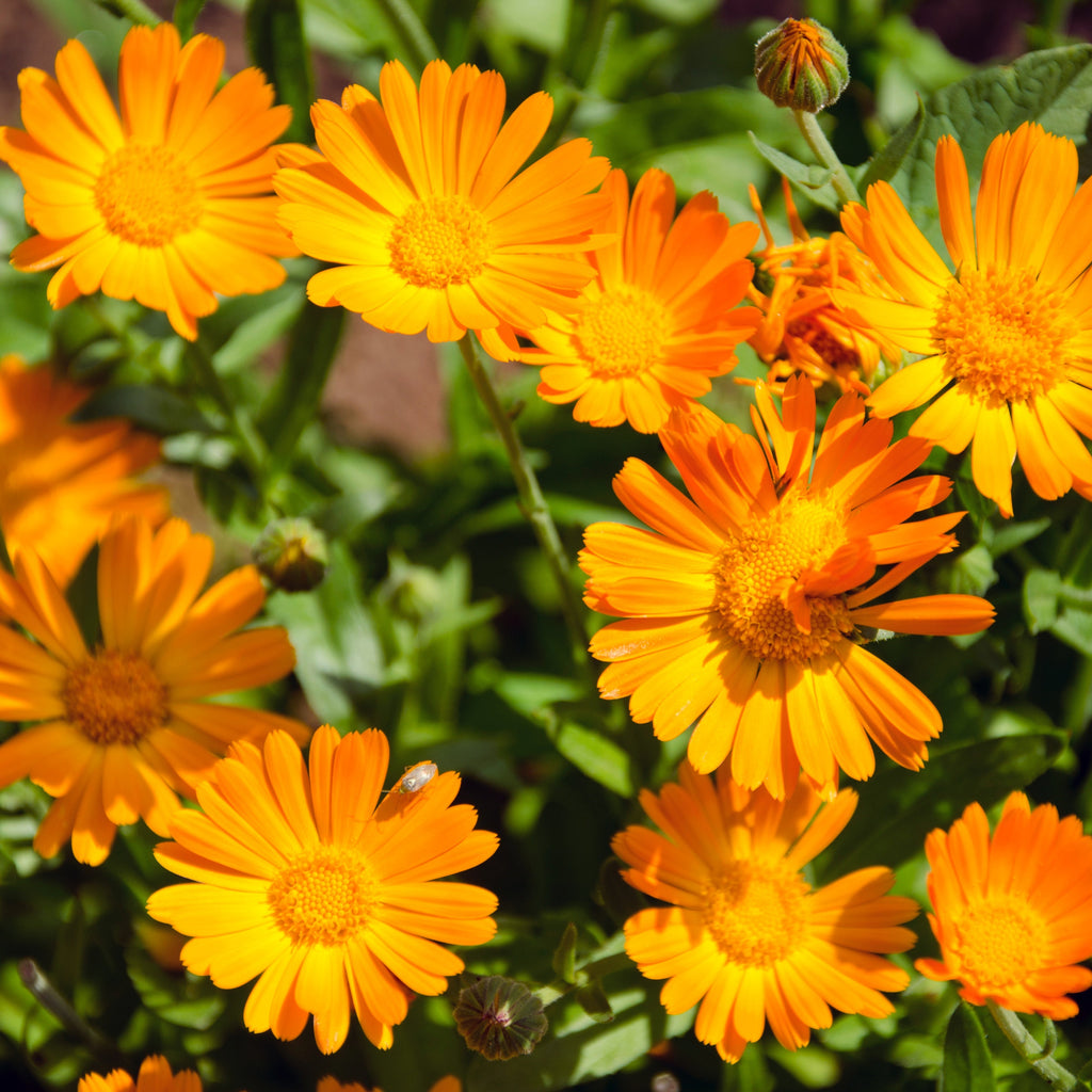 Marigold Seeds Bulk Mix - 5600+𝗡𝗢𝗡-𝗚𝗠𝗢,𝗨𝗦𝗔 Crackerjack Marigold Flower Seeds for Planting Outdoors -Flowers Seed for Companion Planting -Wildflower African Marigold(Tagetes erecta) MissFlowery