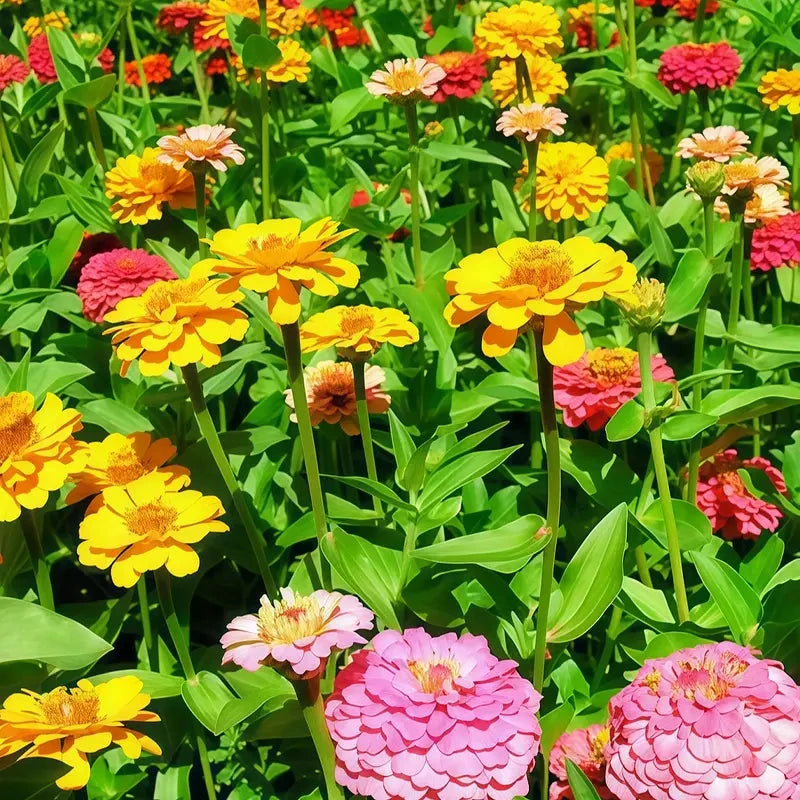 50000 Heat Tolerant Wildflowers (Bulk Pack) Seed Mix, Gardening Clearance All Clearance, Seed Planting, Gardening, Various Colors, Easy Planting MissFlowery