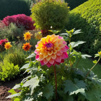 100 Dahlia Seeds, High Germination Rate Grow, Likes Fertile Soil, Drought Poverty Resistant, Full Flower Shape, Attracts Pollinating Insects, Easy to Plant, Suitable for Courtyards and Gardens