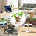Brazilian Lucky Wood, Brazil's Lucky Tree Doesn't Need to Wait to Sprout, Hydroponic Stump for Purifying Indoor Air, Office Desk Decorations Plant Pot MissFlowery