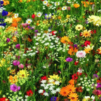50000 Heat Tolerant Wildflowers (Bulk Pack) Seed Mix, Gardening Clearance All Clearance, Seed Planting, Gardening, Various Colors, Easy Planting MissFlowery
