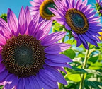 Sunflower Seeds Mix Pack 9 Colorful Varieties of Sun Flower Seeds to Plant - 2-10ft Tall Plants, Pollinator Friendly 𝗡𝗢𝗡-𝗚𝗠𝗢 𝗨𝗦𝗔 – Easy to Grow, High Germination MissFlowery