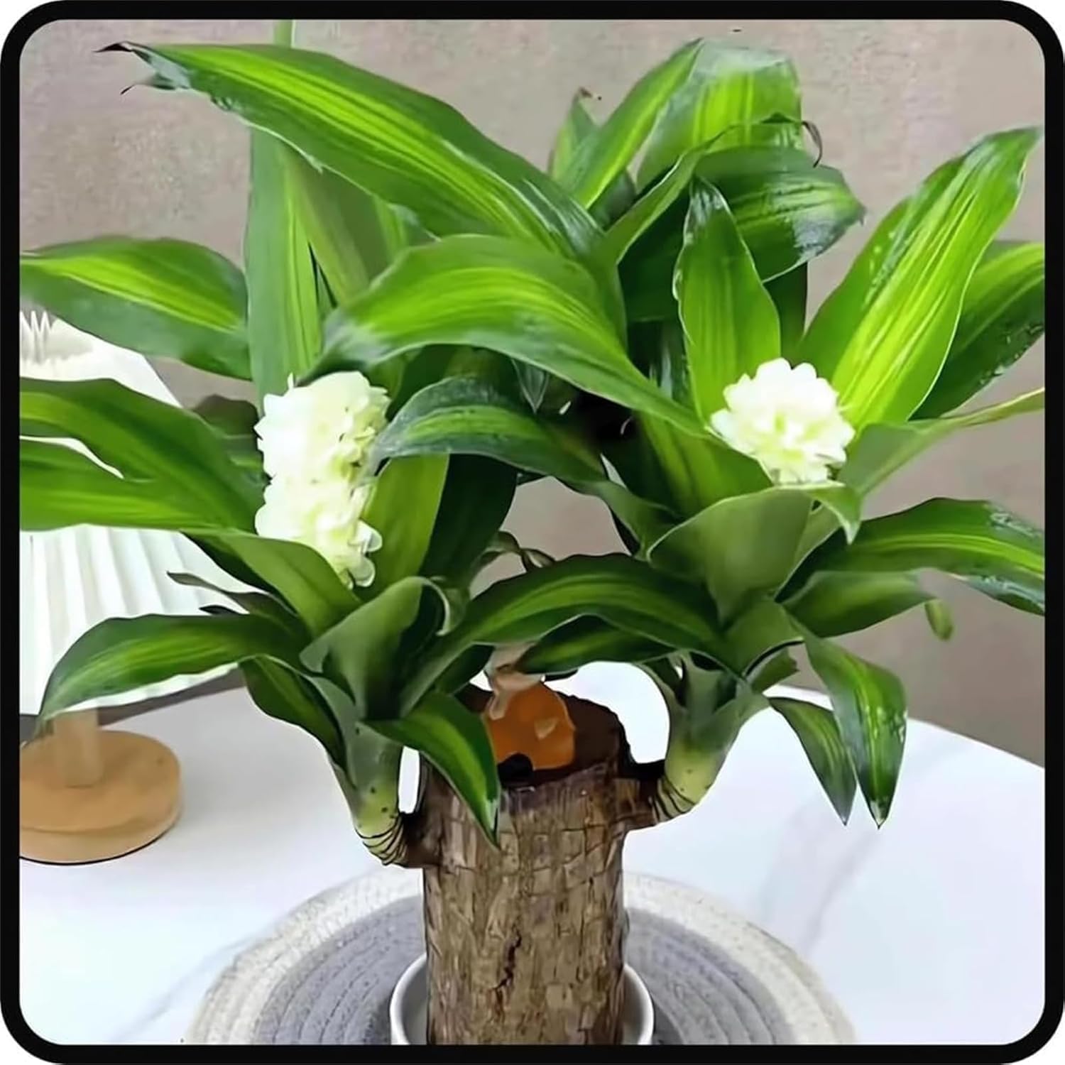 Brazilian Lucky Wood, Brazil's Lucky Tree Doesn't Need to Wait to Sprout, Hydroponic Stump for Purifying Indoor Air, Office Desk Decorations Plant Pot MissFlowery