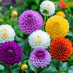 100 Dahlia Seeds, High Germination Rate Grow, Likes Fertile Soil, Drought Poverty Resistant, Full Flower Shape, Attracts Pollinating Insects, Easy to Plant, Suitable for Courtyards and Gardens