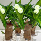 Brazilian Lucky Wood, Brazil's Lucky Tree Doesn't Need to Wait to Sprout, Hydroponic Stump for Purifying Indoor Air, Office Desk Decorations Plant Pot MissFlowery