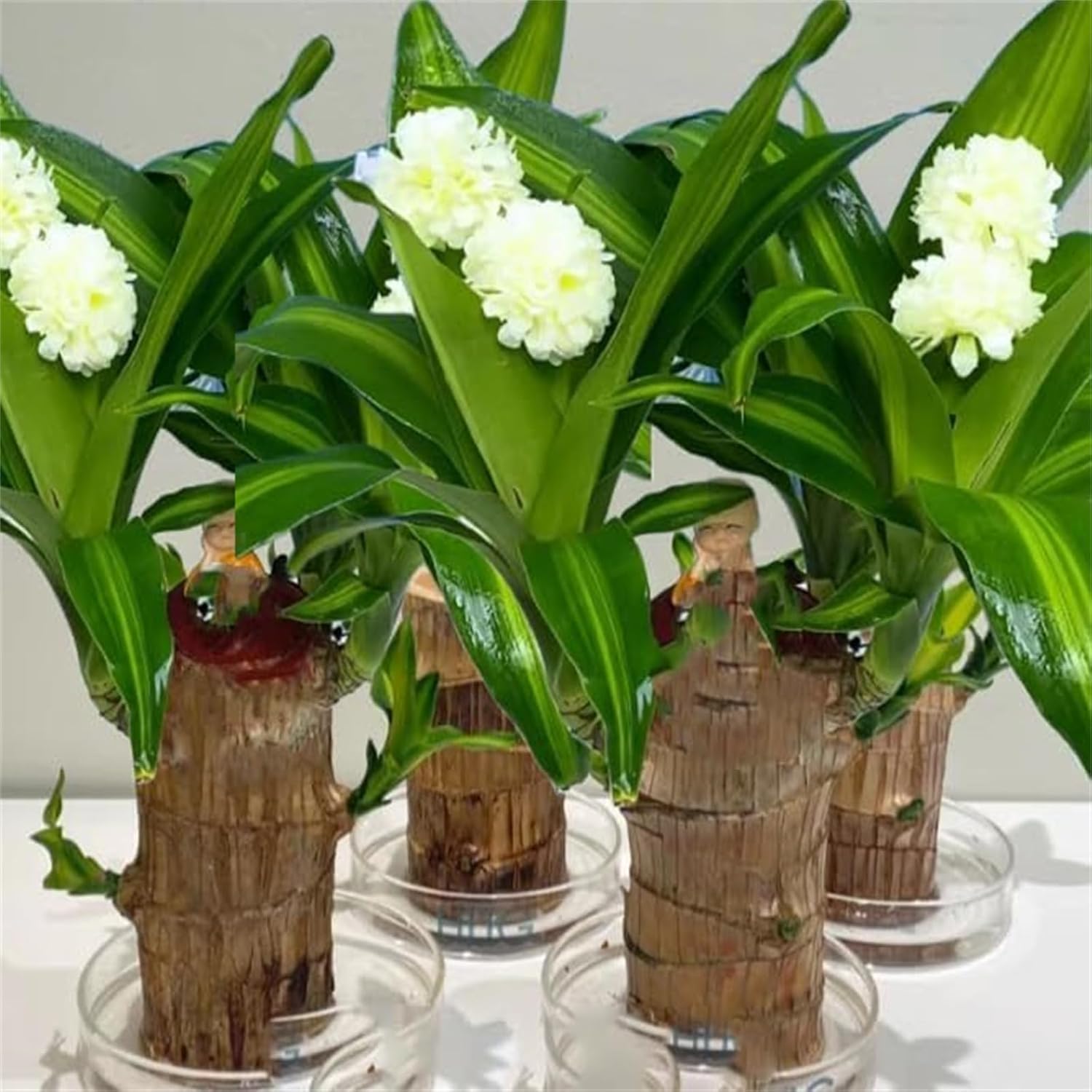 Brazilian Lucky Wood, Brazil's Lucky Tree Doesn't Need to Wait to Sprout, Hydroponic Stump for Purifying Indoor Air, Office Desk Decorations Plant Pot MissFlowery