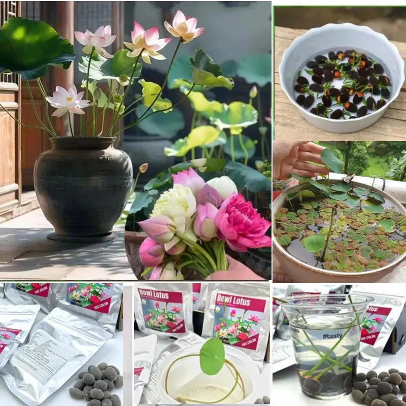 20 Seeds Bowl Lotus & Bonsai Lotus, Indoor & Outdoor,Pre-Sprouted Mixed Color Bonsai Lotus, Water Lily Seeds for Home Ornamentation, includes Planting Guide, Easy Growth with Minimal Care,Seeds for Spring Garden,Flower Seeds,Easy to Grow MissFlowery