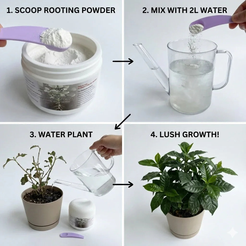 Step-by-step guide using Miss Flowery rooting powder to grow healthy potted plants at home.