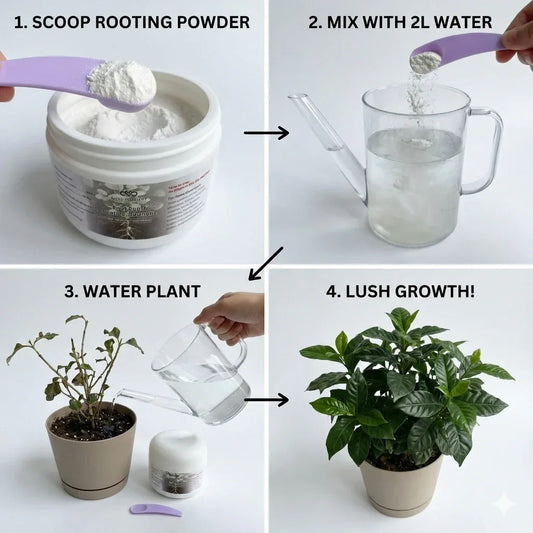 Step-by-step guide using Miss Flowery rooting powder to grow healthy potted plants at home.