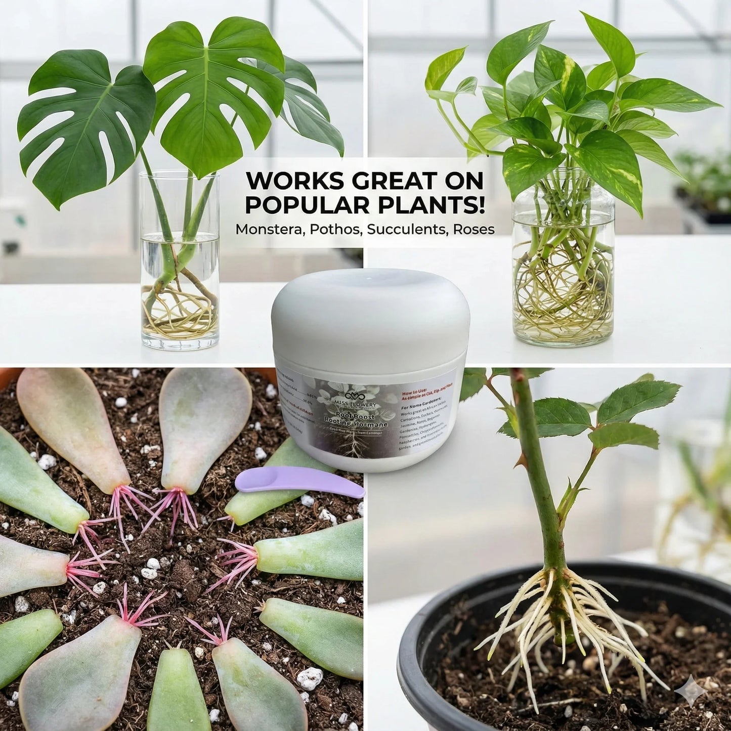 Plant propagation powder for Monstera, Pothos, succulents, roses; healthy roots, Miss Flowery