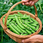 MissFlowery Nature Select Pea Organic Seeds - 100 Sugar Snap Pea Seeds for Spring Gardening Fresh Produce Needs Organic Quality MissFlowery