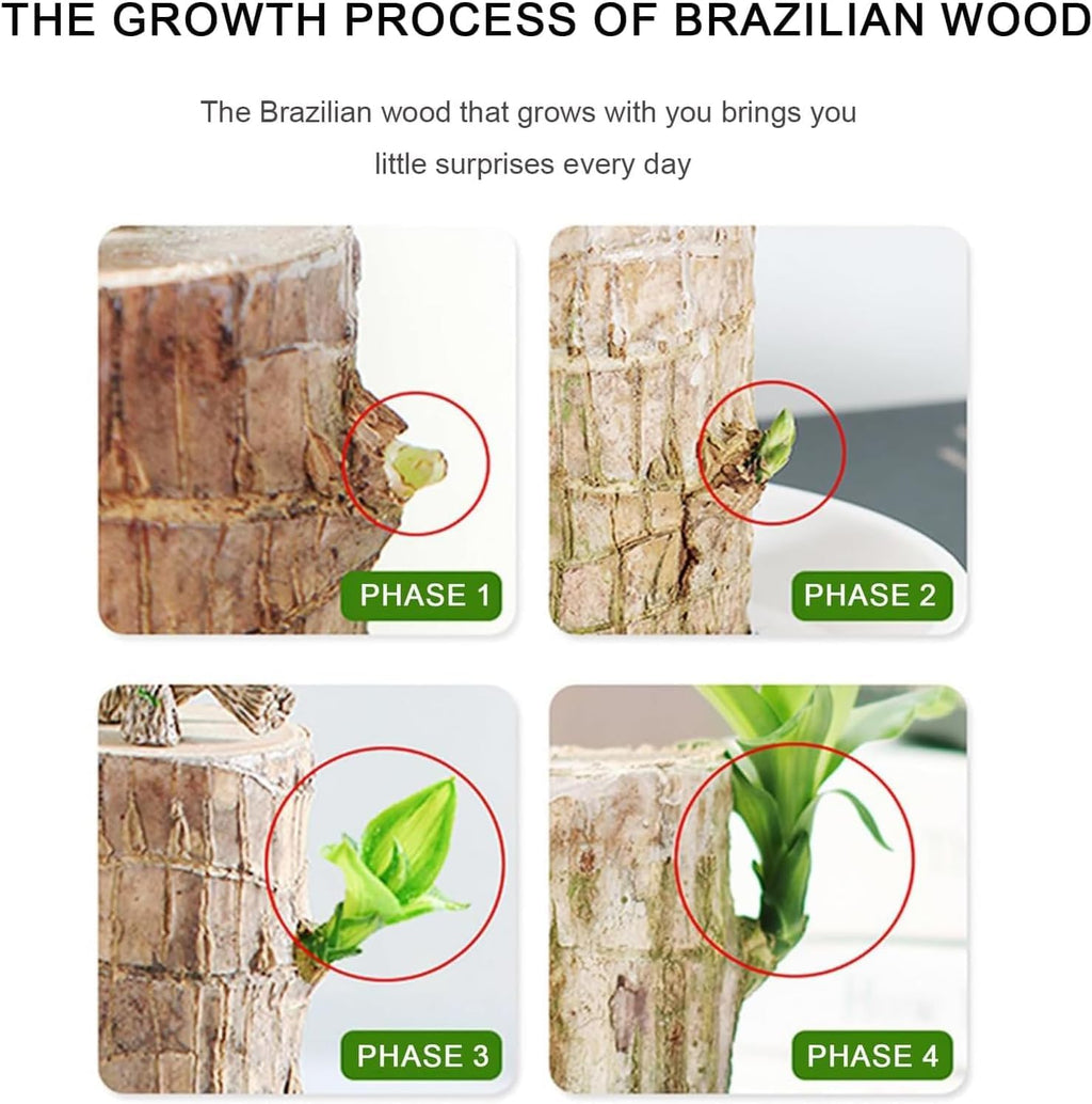 Brazilian Lucky Wood, Brazil's Lucky Tree Doesn't Need to Wait to Sprout, Hydroponic Stump for Purifying Indoor Air, Office Desk Decorations Plant Pot MissFlowery