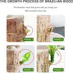 Brazilian Lucky Wood, Brazil's Lucky Tree Doesn't Need to Wait to Sprout, Hydroponic Stump for Purifying Indoor Air, Office Desk Decorations Plant Pot MissFlowery