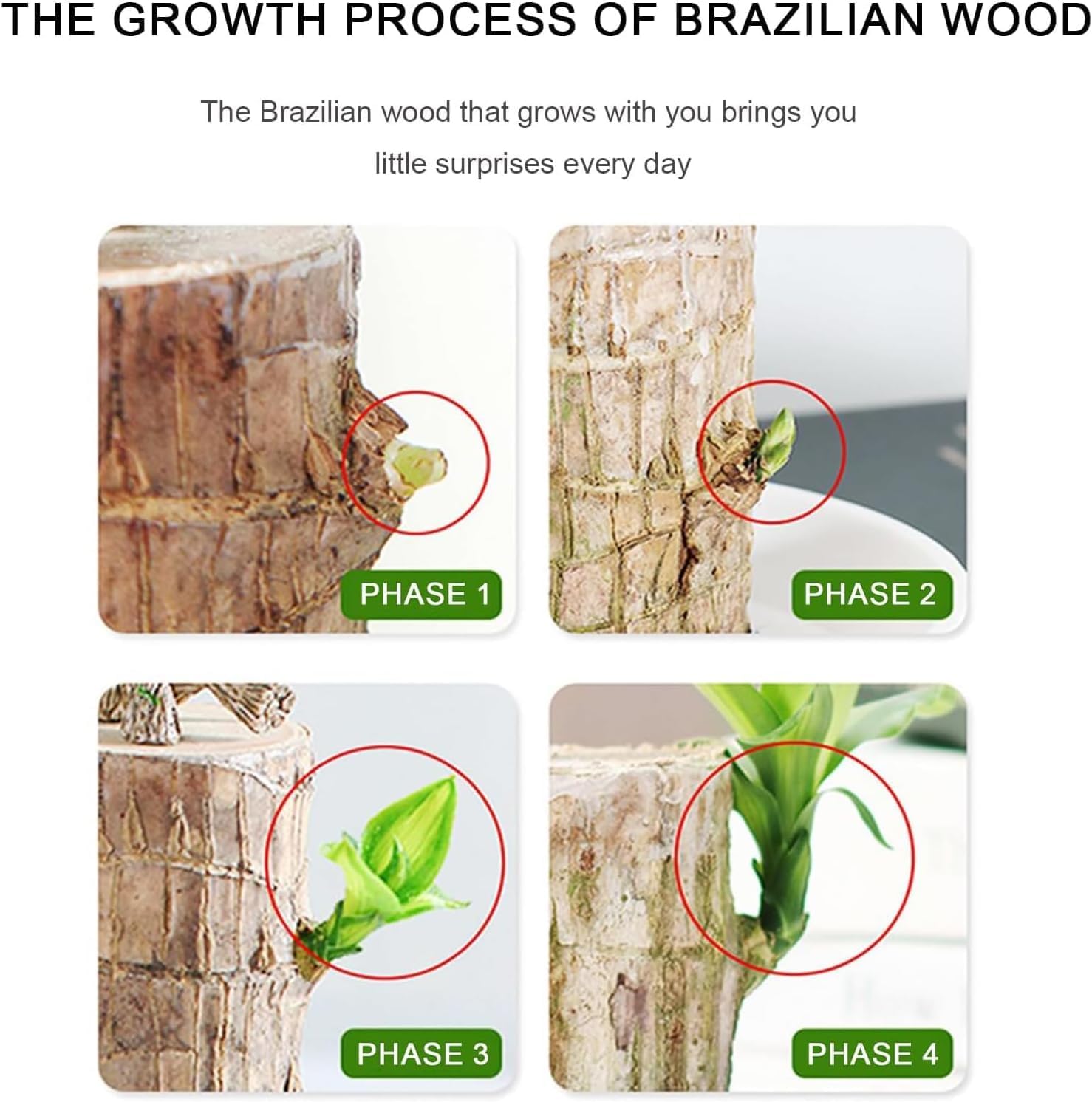 Brazilian Lucky Wood, Brazil's Lucky Tree Doesn't Need to Wait to Sprout, Hydroponic Stump for Purifying Indoor Air, Office Desk Decorations Plant Pot MissFlowery