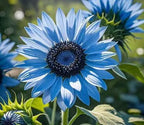 Sunflower Seeds Mix Pack 9 Colorful Varieties of Sun Flower Seeds to Plant - 2-10ft Tall Plants, Pollinator Friendly 𝗡𝗢𝗡-𝗚𝗠𝗢 𝗨𝗦𝗔 – Easy to Grow, High Germination MissFlowery