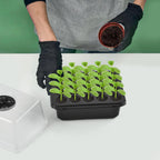 Seed Starter Tray with Grow Light, Seedling Starter Trays Kits Includes 20 Plant Sponges, Domes and Clear Cell Tray, 20 Cells Plant Trays for Plants Indoor & Greenhouse & Gardens MissFlowery