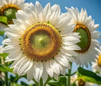 Sunflower Seeds Mix Pack 9 Colorful Varieties of Sun Flower Seeds to Plant - 2-10ft Tall Plants, Pollinator Friendly 𝗡𝗢𝗡-𝗚𝗠𝗢 𝗨𝗦𝗔 – Easy to Grow, High Germination MissFlowery