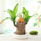 Brazilian Lucky Wood, Brazil's Lucky Tree Doesn't Need to Wait to Sprout, Hydroponic Stump for Purifying Indoor Air, Office Desk Decorations Plant Pot MissFlowery