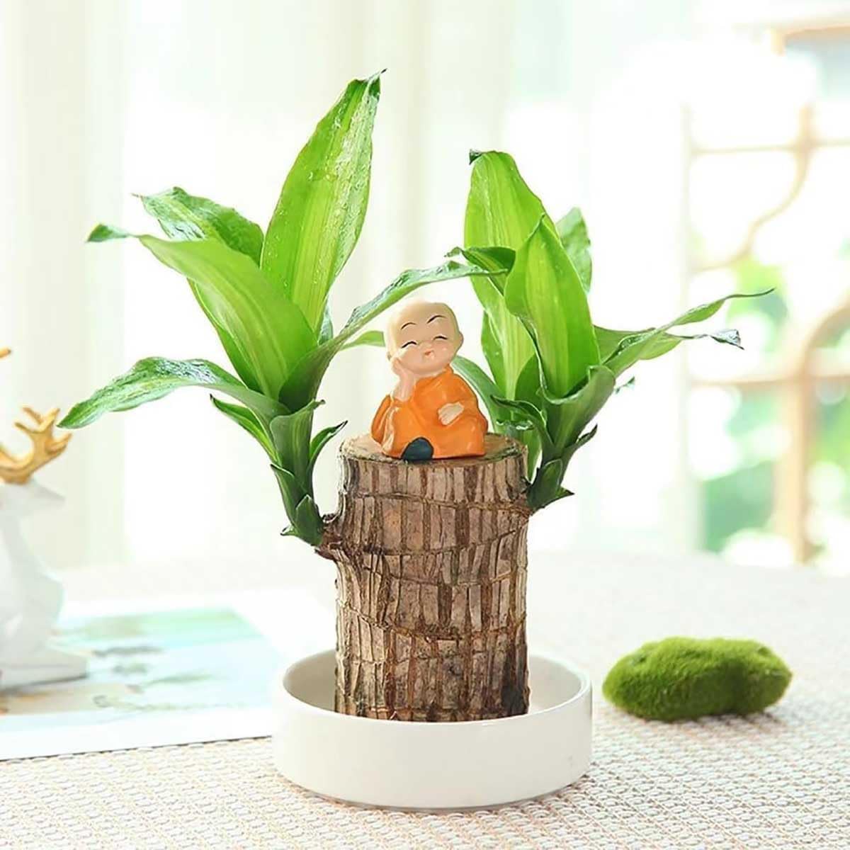 Brazilian Lucky Wood, Brazil's Lucky Tree Doesn't Need to Wait to Sprout, Hydroponic Stump for Purifying Indoor Air, Office Desk Decorations Plant Pot MissFlowery