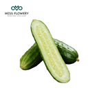 Organic Cucumber Seeds - 200 Marketmore Heirloom 𝗡𝗢𝗡-𝗚𝗠𝗢 Vegetable Seeds for Planting in Trellises, Raised Beds, Containers MissFlowery
