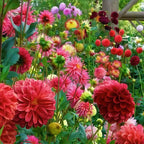 50000 Heat Tolerant Wildflowers (Bulk Pack) Seed Mix, Gardening Clearance All Clearance, Seed Planting, Gardening, Various Colors, Easy Planting MissFlowery