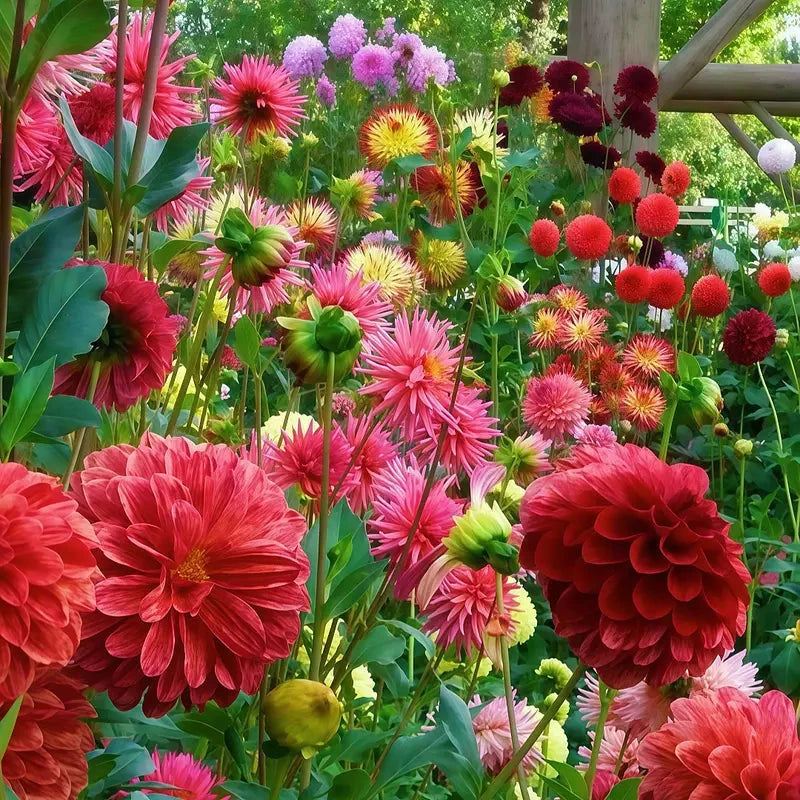 50000 Heat Tolerant Wildflowers (Bulk Pack) Seed Mix, Gardening Clearance All Clearance, Seed Planting, Gardening, Various Colors, Easy Planting MissFlowery