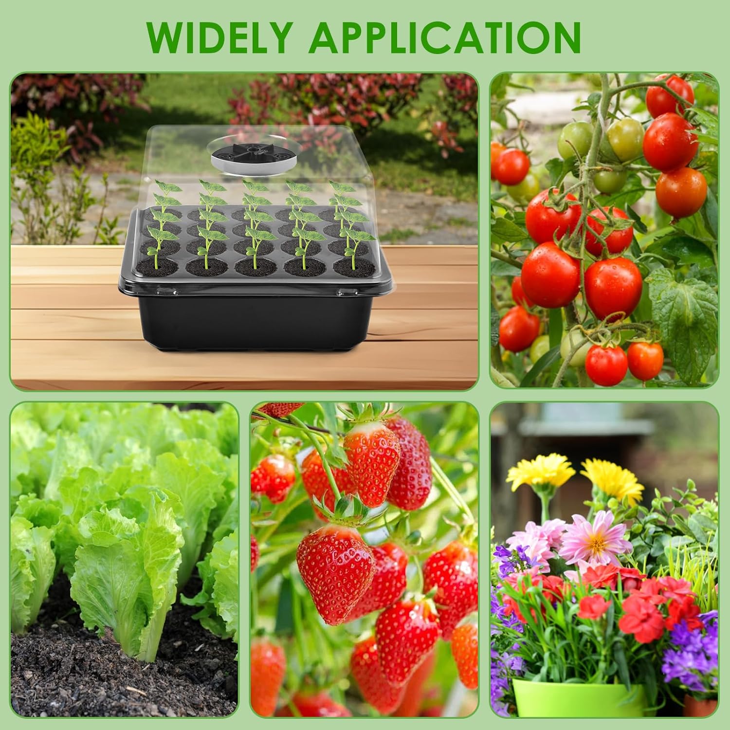 Seed Starter Tray with Grow Light, Seedling Starter Trays Kits Includes 20 Plant Sponges, Domes and Clear Cell Tray, 20 Cells Plant Trays for Plants Indoor & Greenhouse & Gardens MissFlowery