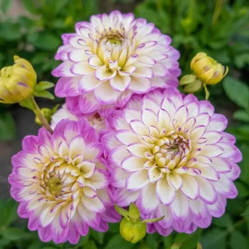 100 Dahlia Seeds, High Germination Rate Grow, Likes Fertile Soil, Drought Poverty Resistant, Full Flower Shape, Attracts Pollinating Insects, Easy to Plant, Suitable for Courtyards and Gardens MissFlowery