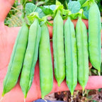 MissFlowery Nature Select Pea Organic Seeds - 100 Sugar Snap Pea Seeds for Spring Gardening Fresh Produce Needs Organic Quality MissFlowery