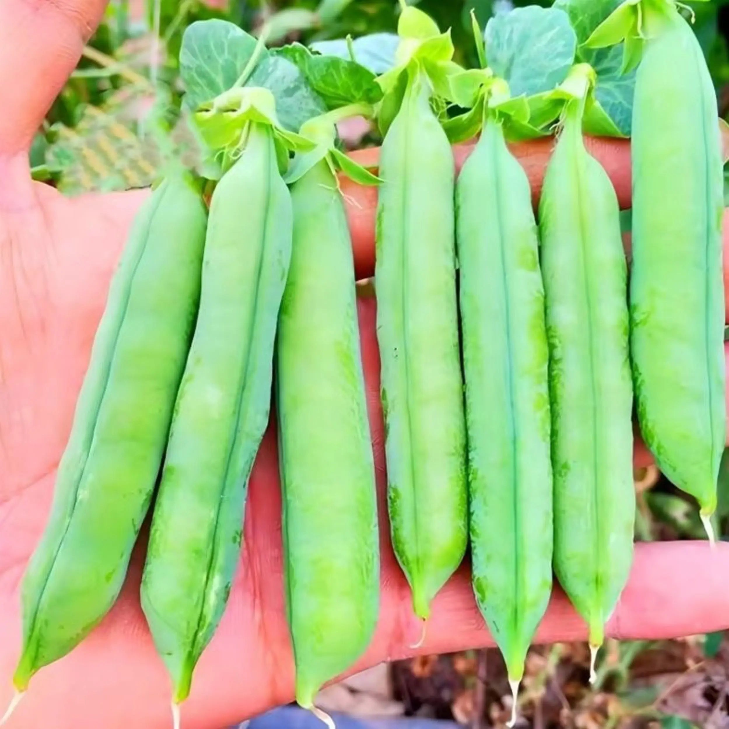 MissFlowery Nature Select Pea Organic Seeds - 100 Sugar Snap Pea Seeds for Spring Gardening Fresh Produce Needs Organic Quality MissFlowery