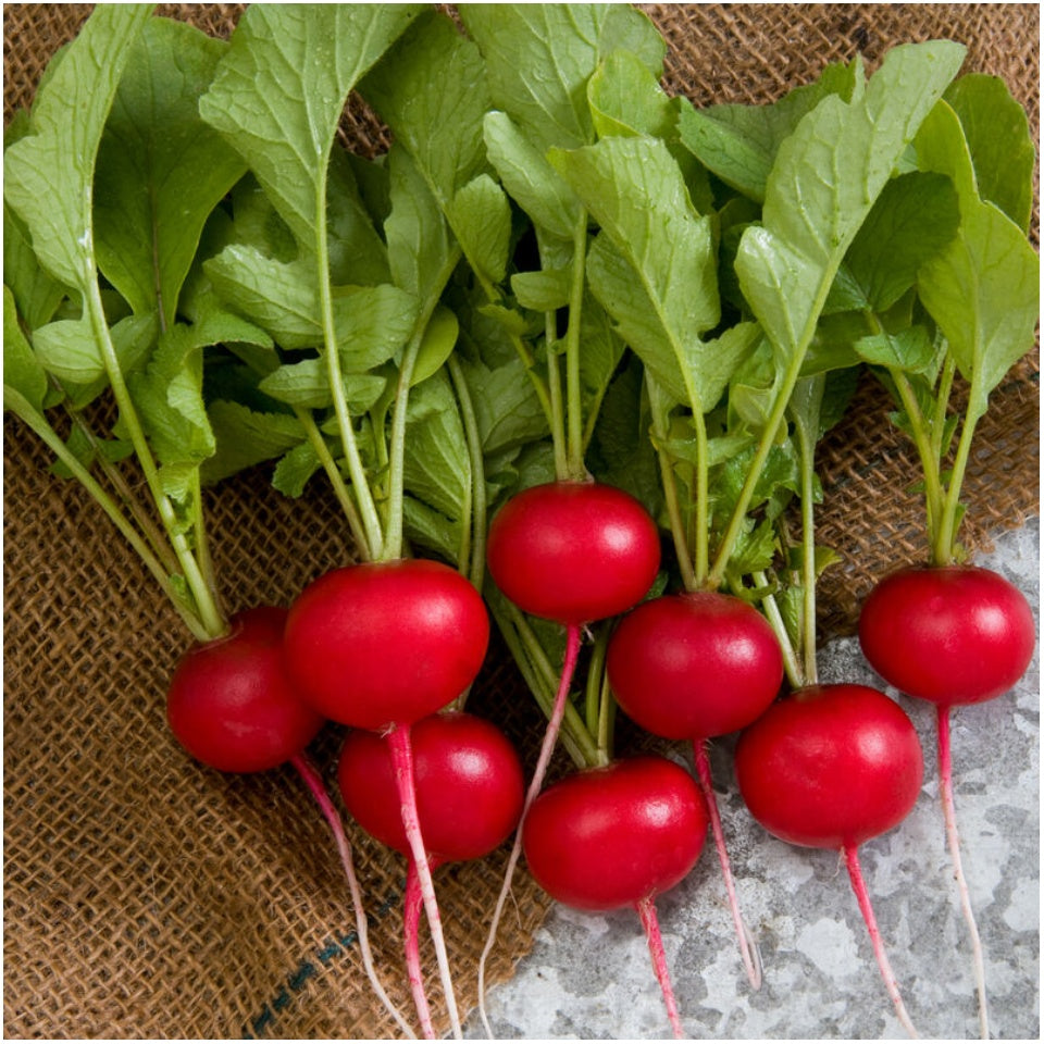 𝗨𝗦𝗔 𝗣𝗥𝗘𝗠𝗜𝗨𝗠 Cherry Radish Seeds 𝗡𝗢𝗡-𝗚𝗠𝗢 Heirloom Vegetable Seeds for Planting Outdoors Harvest in 30 Days Red Radishes, Spring and Fall Gardens MissFlowery
