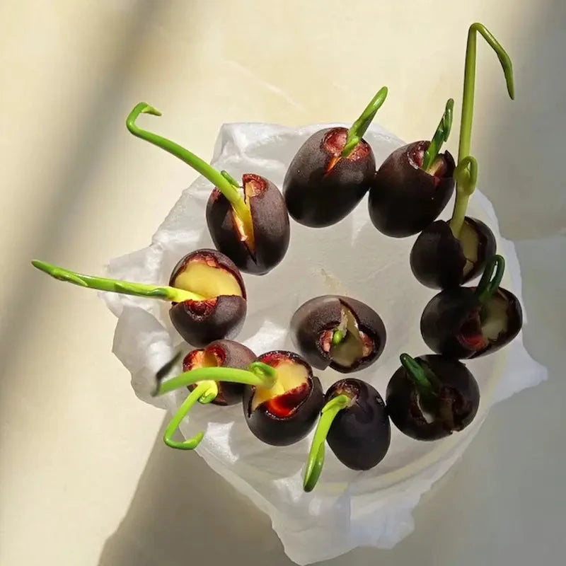 60Seeds Bowl Lotus & Bonsai Lotus, Indoor & Outdoor,Pre-Sprouted Mixed Color Bonsai Lotus, Water Lily Seeds for Home Ornamentation, includes Planting Guide, Easy Growth with Minimal Care,Seeds for Spring Garden,Flower Seeds,Easy to Grow MissFlowery