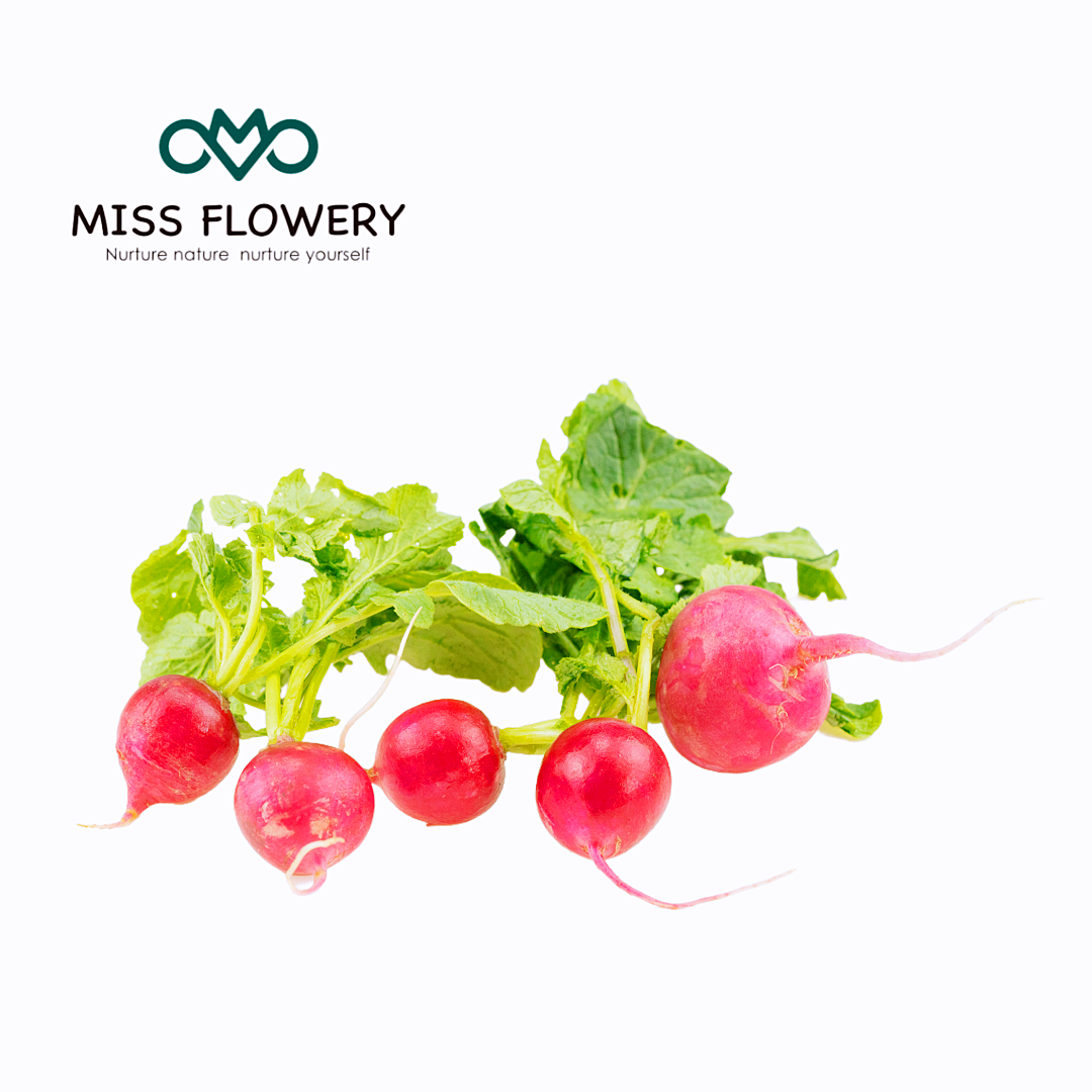 𝗨𝗦𝗔 𝗣𝗥𝗘𝗠𝗜𝗨𝗠 Cherry Radish Seeds 𝗡𝗢𝗡-𝗚𝗠𝗢 Heirloom Vegetable Seeds for Planting Outdoors Harvest in 30 Days Red Radishes, Spring and Fall Gardens MissFlowery